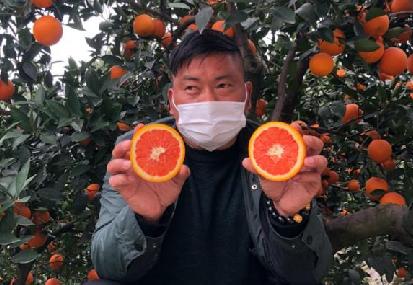 【科技戰疫】為湖北農民加油！首批秭歸臍橙已上架淘寶