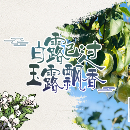 白露已過，玉露飄香